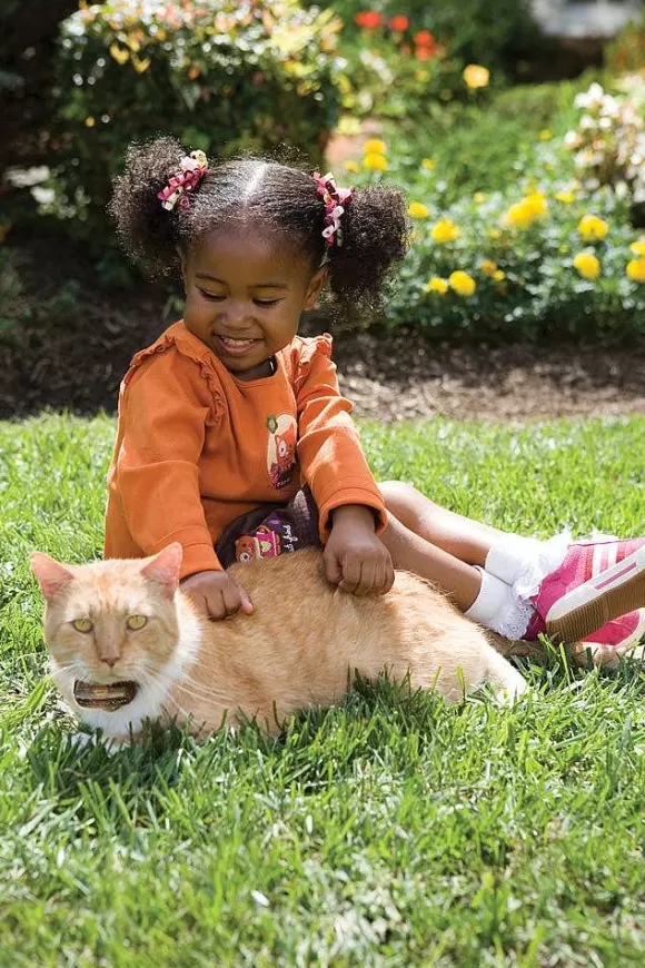 PetSafe Cl Ture Anti-Fugue De Luxe Avec Fil Pour Chats In-Ground Cat Fence