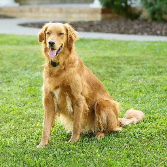 PetSafe Cl Ture Anti-Fugue Sans Fil Stay & Play® Avec Collier Piles Rempla Ables