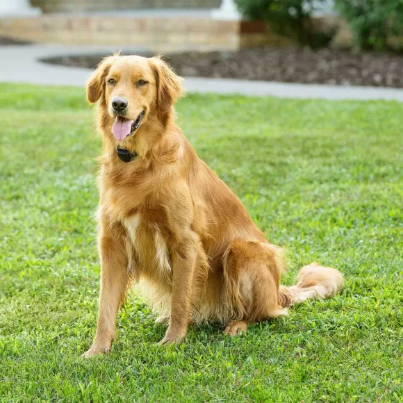 PetSafe Collier-R Cepteur Suppl Mentaire Add-A-Dog® Piles Rempla Able Pour Syst Me Anti-Fugue Sans Fil Stay & Play®