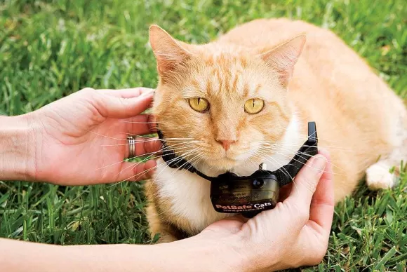 PetSafe Collier-R Cepteur Suppl Mentaire Pour Cl Ture Anti-Fugue De Luxe Avec Fil Pour Chats In-Ground Cat Fence