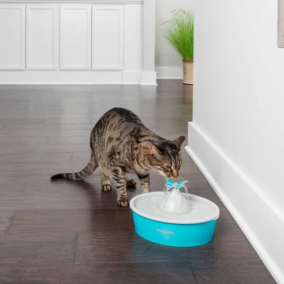 PetSafe Fontaine Eau Papillon Drinkwell® De Pour Animaux De Compagnie