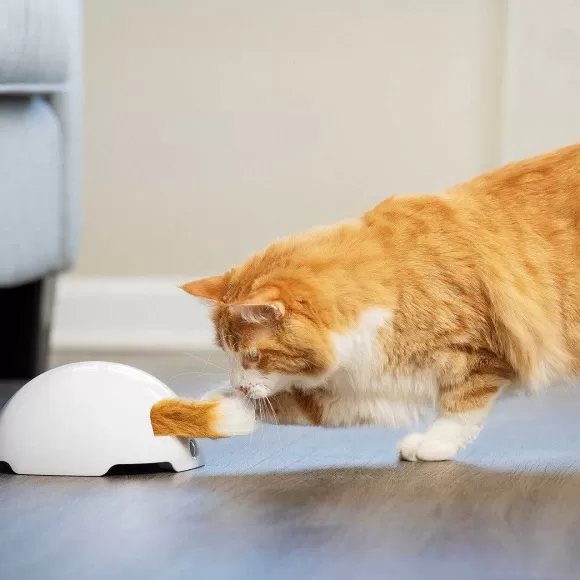 PetSafe Jouet Terrier Du Renard Jeu Casse-T Te Automatique Pour Chats