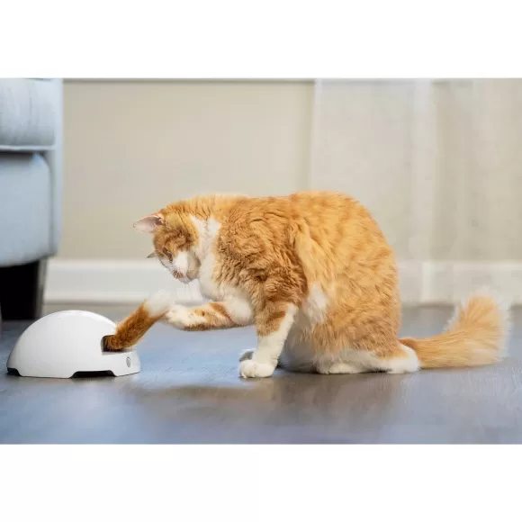 PetSafe Jouet Terrier Du Renard Jeu Casse-T Te Automatique Pour Chats