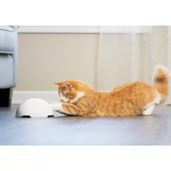 PetSafe Jouet Terrier Du Renard Jeu Casse-T Te Automatique Pour Chats
