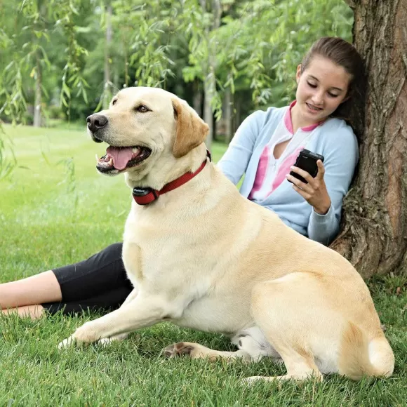PetSafe Syst Me Anti-Fugue Sans Fil Stay & Play® Pour Chiens T Tus