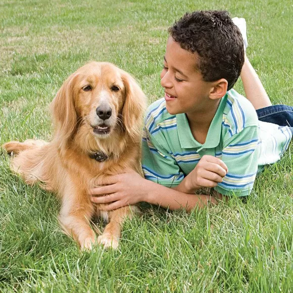 PetSafe Syst Me De Cl Ture Anti-Fugue Avec Fil In-Ground Fence